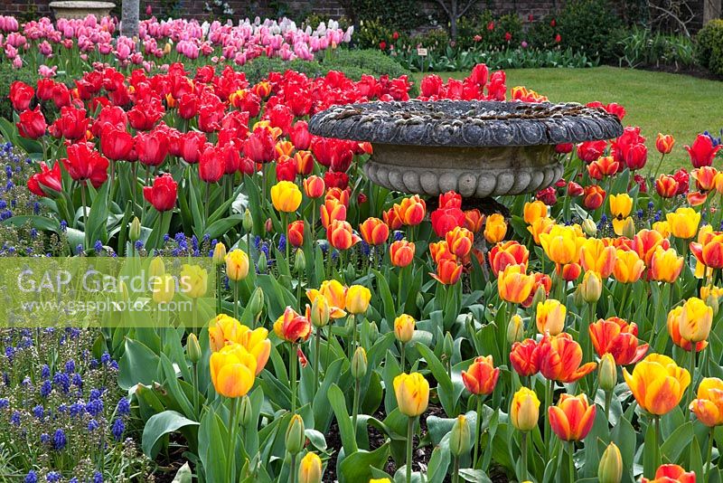 Jardin à la française avec Tulipa 'Apeldoorn' et Muscari - Dunsborough Park, Surrey