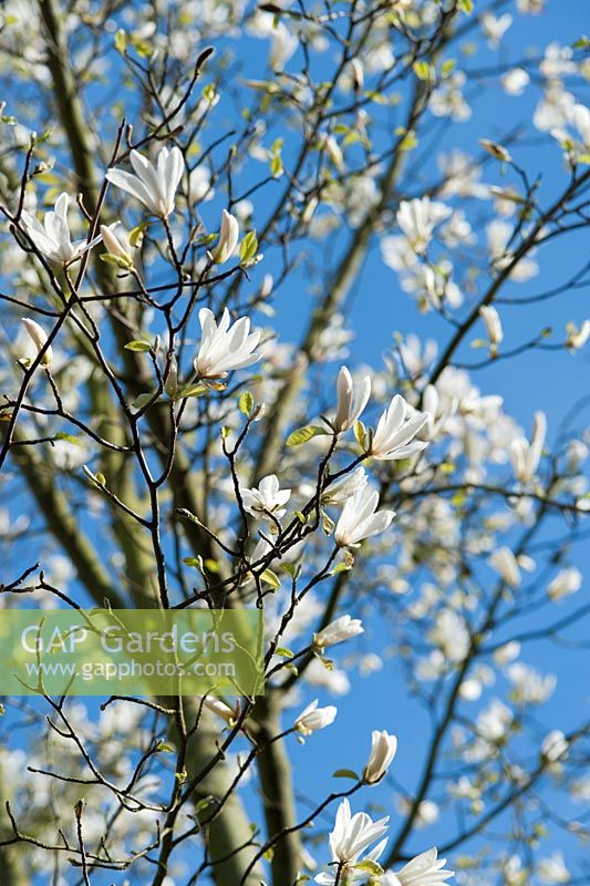 Magnolia kobus contre un ciel bleu