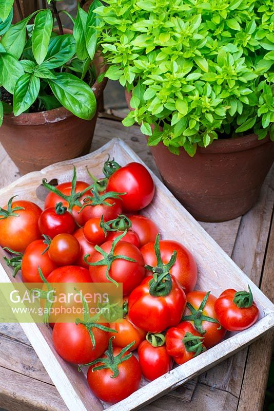 Tomates de serre, Solanum-lycopersicum - diverses variétés avec des pots de basilic, Norfolk, Angleterre, août.