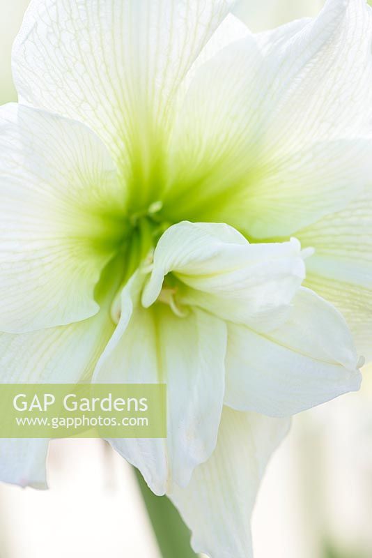 Hippeastrum 'Whinym' syn. 'Nymphe Blanche'