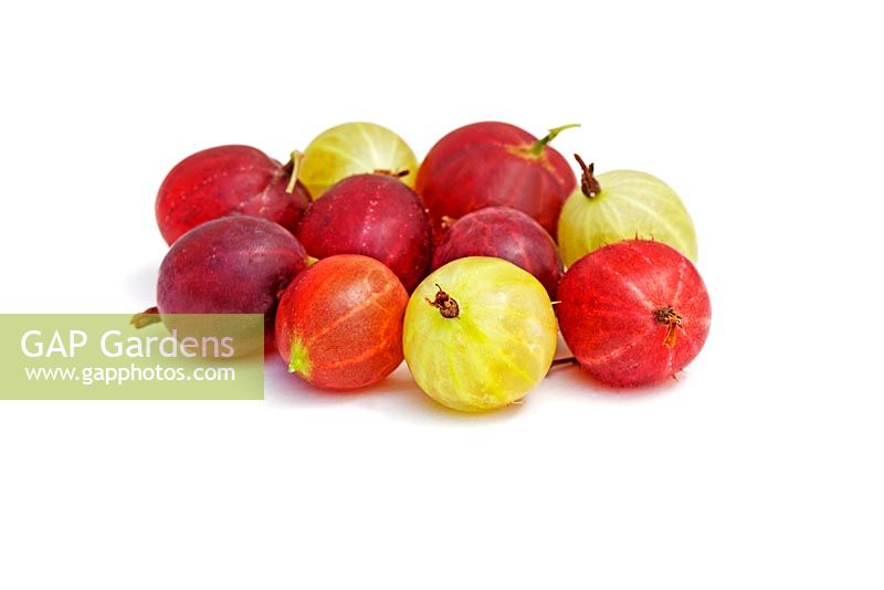 Ribes uva-crispa - Groseilles à maquereau de différentes couleurs