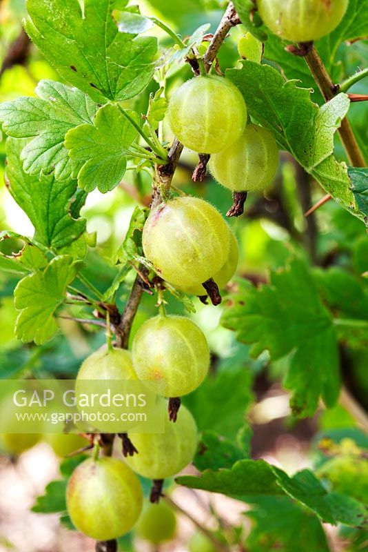 Ribes uva-crispa 'Hinnonmaki Green'