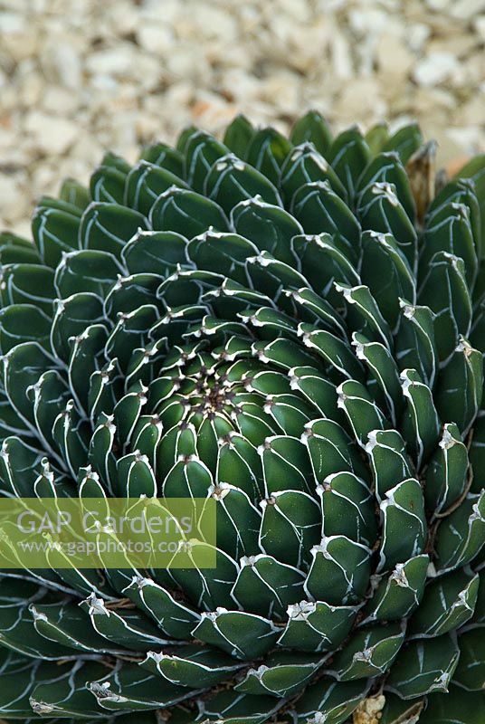 Agave victoriae reginae - Queen Victoria Agave ', succulente avec des feuilles charnues vert foncé avec une nervure médiane blanche et une marge disposée en spirale.