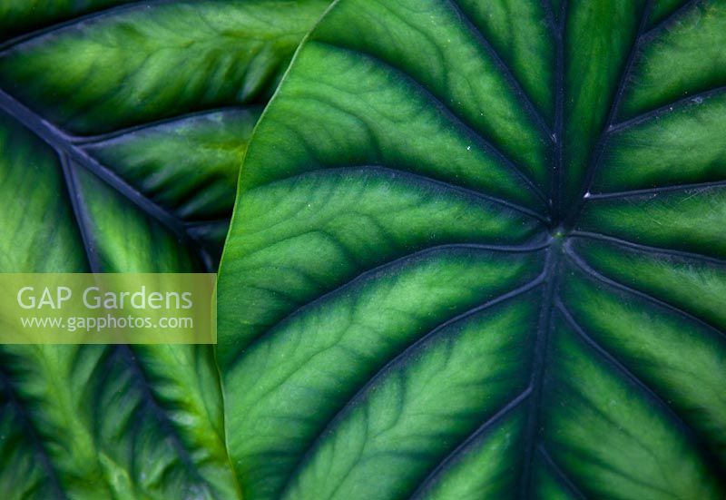 Colocasia esculenta 'Blue Hawaii', feuilles vert moyen à nervures violet foncé