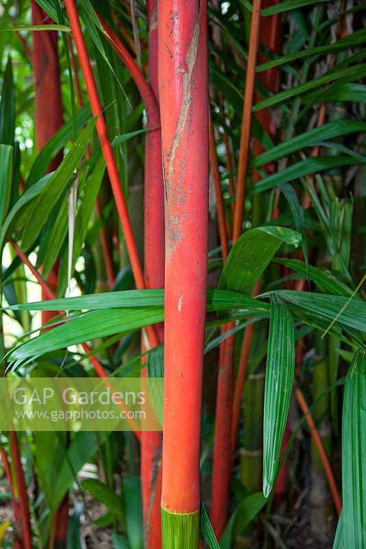 Cyrtostachys renda - Palmier de cire à cachetage rouge, avec des troncs rouge vif et vert.