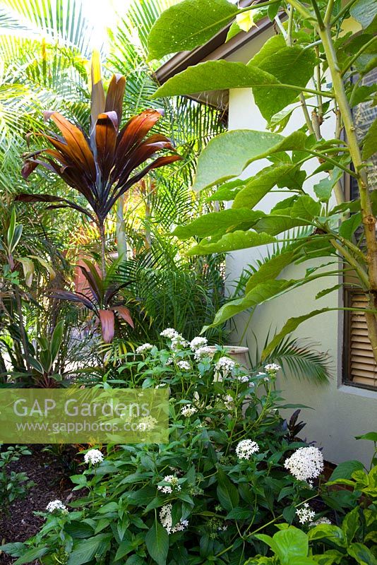 Jardin à l'arrière d'une maison avec un Pentas lanceolata à fleurs blanches, un Brugmansia et un Cordyline grandissant avec un feuillage de couleur bronze.
