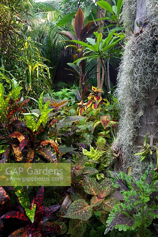 Une vue d'une plantation luxuriante dense de plantes colorées, avec Crotons, Coleus, Frangipani, Cordylines et Old Mans Beard.