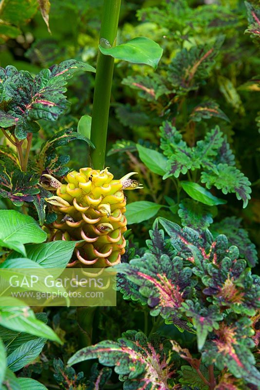 Zingiber spectabile - 'Beehive Ginger', cône de fleurs poussant à côté de Plectranthus scutellarioides - coleus, à feuillage panaché violet, vert, rose, jaune et orange.