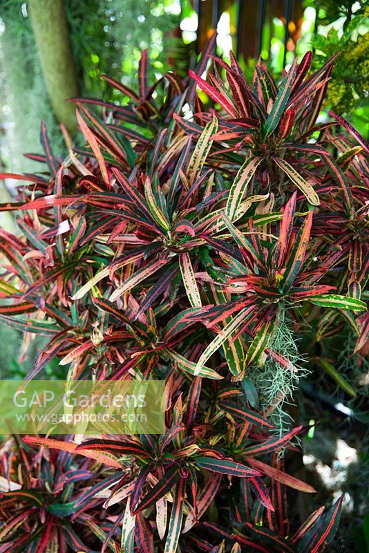 Codiaeum variegatum - 'Garden Croton', avec des feuilles panachées minces et colorées, rouges, roses, jaunes et vertes.