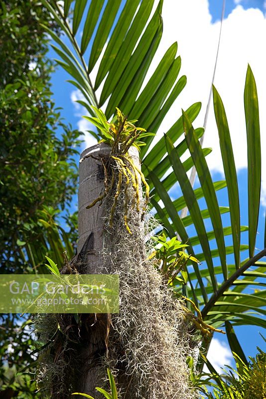 Un tronc de palmier mort avec des plantes épiphytes qui poussent dessus, avec des orchidées Dendrobium et Tillandsia usenoides, 'Spanish Moss '.