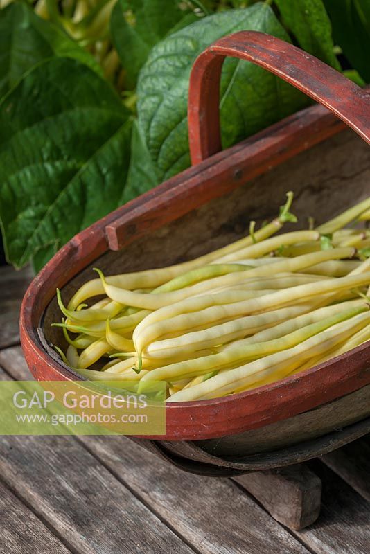 Phaseolus vulgaris 'Sonesta' - haricot nain