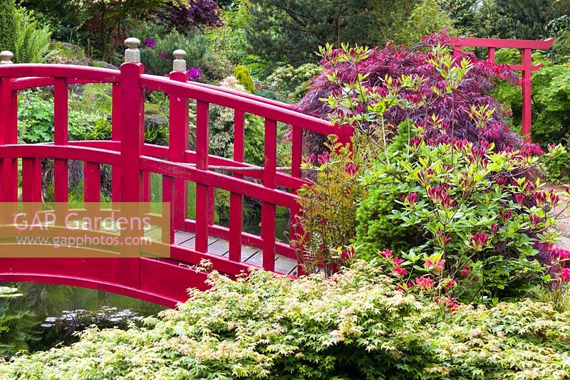 Un pont enjambe un étang ornemental dans le jardin japonais à Mount Pleasant Gardens, Kelsall, Cheshire en juin. Les plantes comprennent les azalées et Acer palmatums