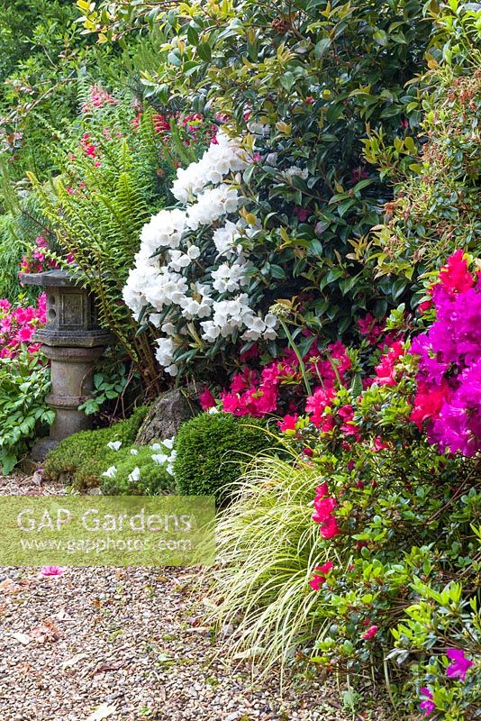 Rhododendrons, fougères, graminées et Astilbes bordent un chemin dans le jardin japonais à Mount Pleasant Gardens, Kelsall, Cheshire photographié en juin