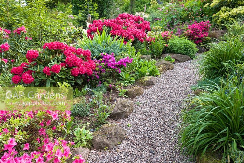 Un chemin serpente à travers Pleasant Gardens, Kelsall, Cheshire en juin. La plantation comprend, Rhododendrons, Azalées, Geum 'Mme Bradshaw' et Dicentra