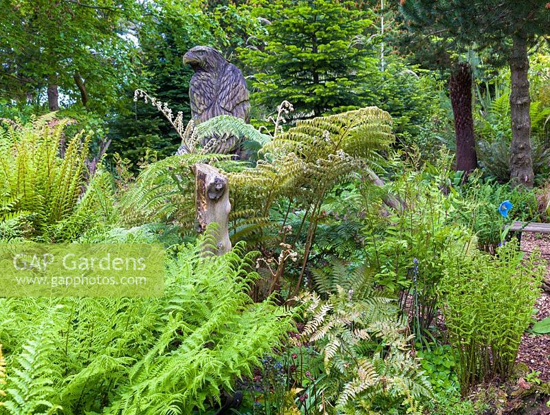 Une sculpture en bois d'un aigle par Simon O ' Rourke, entouré de fougères à Mount Pleasant Gardens, Kelsall, Cheshire photographié en juin
