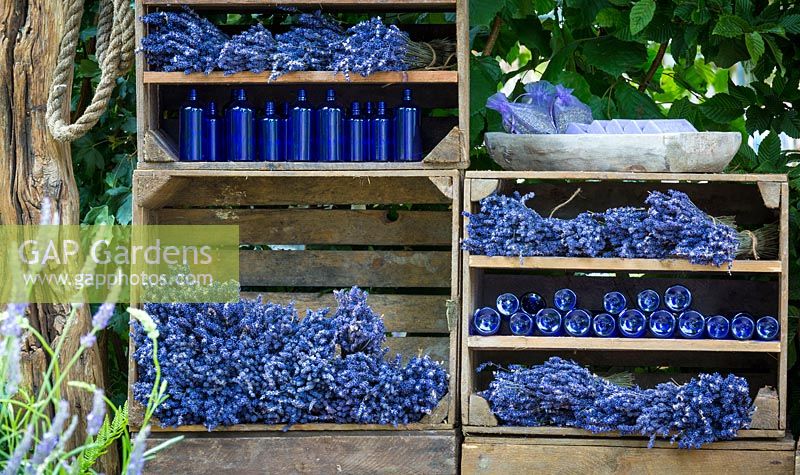 Le jardin de lavande, détail d'étagères de séchage de lavande coupée et de bouteilles en verre bleu vides, utilisées dans le processus d'extraction de l'huile de lavande. Les lavandes comprennent Lavandula angustifolia et L. x intermedia cultivars. RHS Hampton Court Flower Show en 2016 -
