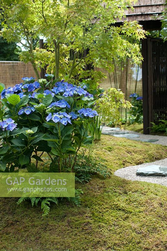 Gros plan d'un 'jardin d'été japonais' conçu par Saori Imoto, montrant un monticule doucement ascendant recouvert de mousse et planté d'hortensias bleus serrata, de fougères et d'acer palmatum. À droite, un chemin sinueux en gravier est serti de tremplins en granit. A droite, une entrée est encadrée par un paravent 'bambou' foncé et surmontée d'un toit 'bambou'. Hampton Court Flower Show, juillet 2016.