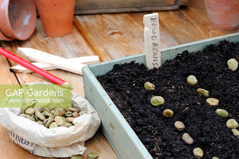 Semis de graines de haricots larges, graines dans un bac à graines en bois avec un crayon et des étiquettes en bois.