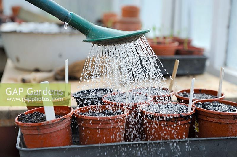 Tremper les graines fraîchement semées dans des pots de fleurs en plastique avec de l'eau de l'arrosoir