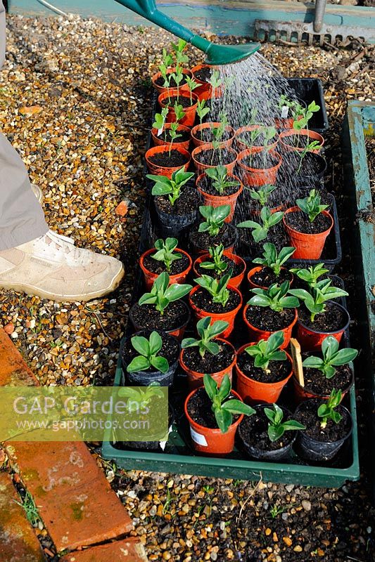 L'arrosage des semis de haricots larges avec arrosoir, UK, mars