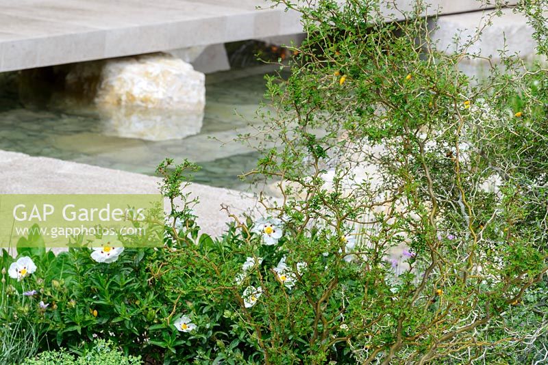 The Telegraph Garden avec Cistus salviifolius 'Prostratus '. RHS Chelsea Flower Show 2016. Concepteur: Andy Sturgeon FSGD, commanditaire: The Telegraph. Récompensé d'or - meilleur de l'exposition.