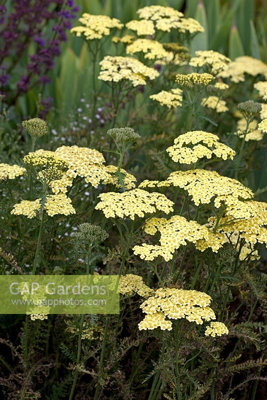 Achillea 'Martina' en juillet