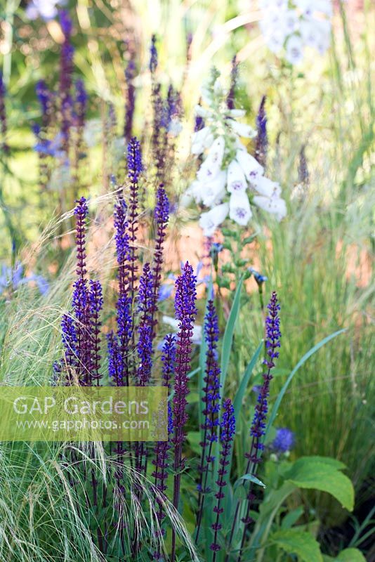 Salvia x sylvestris et Stipa tenuissima - Summer's Streetscape's in Sussex, Design: Gary Price, RHS Hampton Court Palace Flower Show 2016