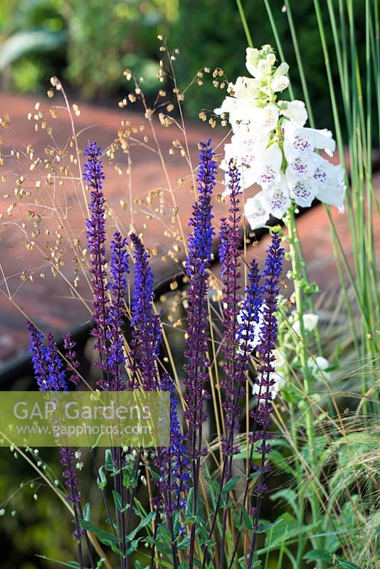 Digitalis purpurea f. albiflora avec Salvia x sylvestris et Briza media - Streetscape's Summer in Sussex, Design: Gary Price, RHS Hampton Court Palace Flower Show 2016