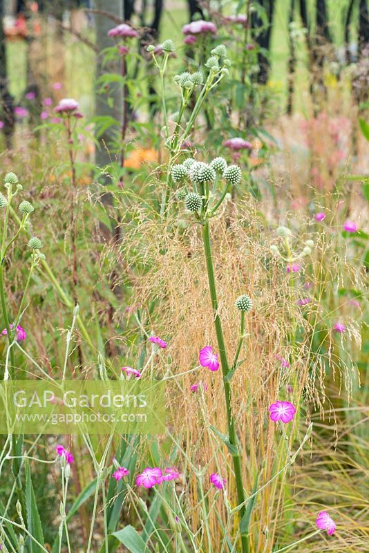 Lychnis coronaria 'Mese' et Eryngium yuccifolium - S'efforcer de survivre, RHS Hampton Court Palace Flower Show 2016