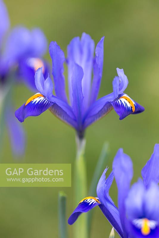 Iris reticulata 'Edward'