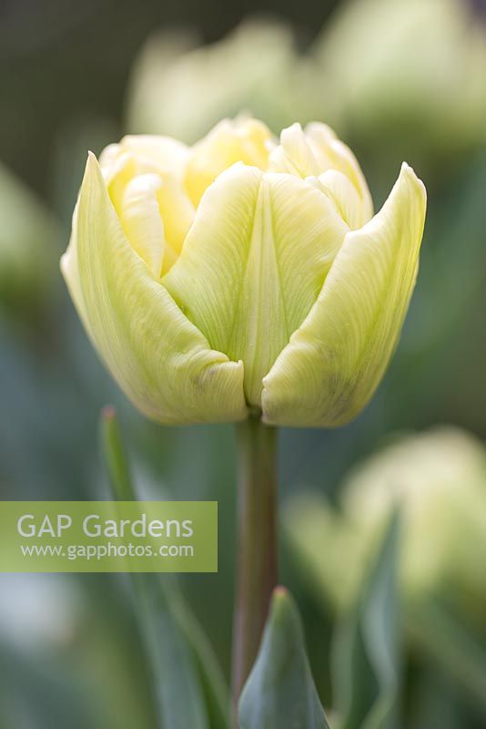 Tulipa 'Vérone'