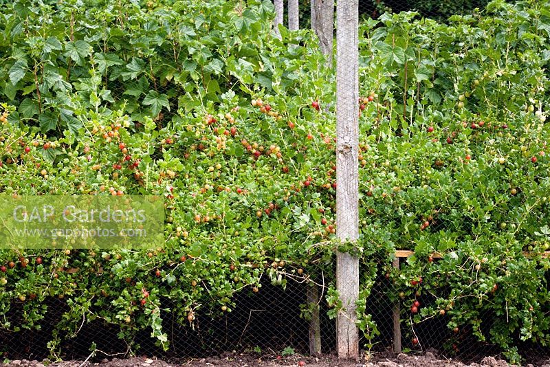 Ribes uva-crispa. Parterre de groseilles rouges en cage à fruits. Les branches inférieures des plantes sont soulevées sur des supports en bois pour faciliter la cueillette et le désherbage en dessous.