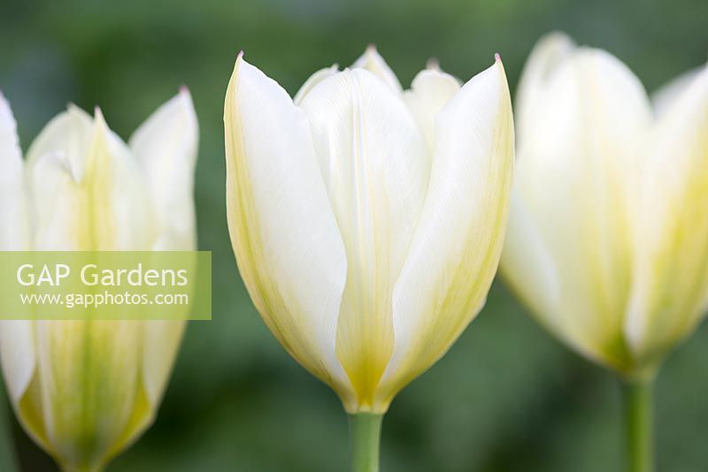 Tulipa 'Purissima' syn. 'Empereur blanc'