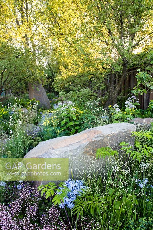 Le jardin M et G, vue d'une pierre entourée de Valeriana pyrenaica, Zizia aurea, Saxifraga urbium et de plantes boisées. RHS Chelsea Flower Show, 2016.