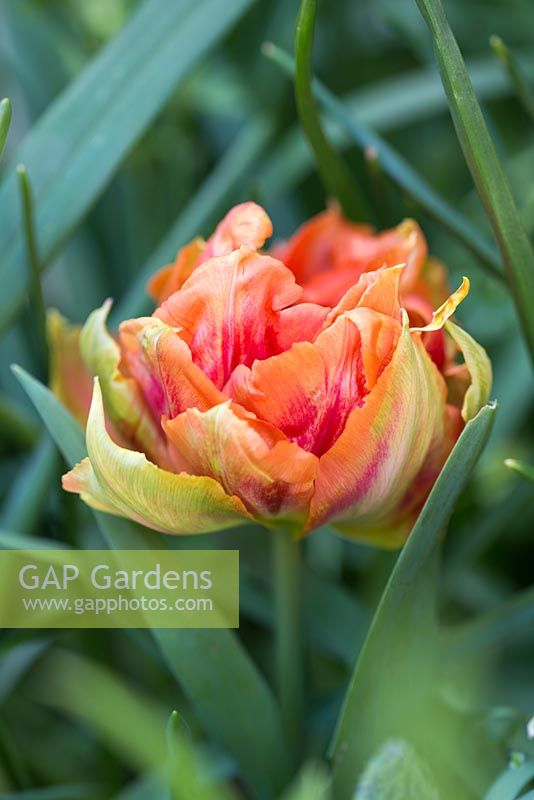 Tulipe 'Guillaume d'Orange'