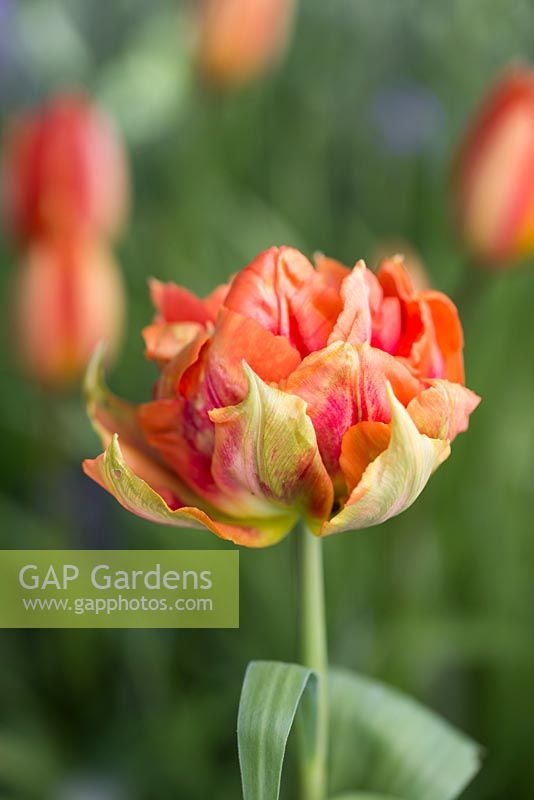 Tulipe 'Guillaume d'Orange'