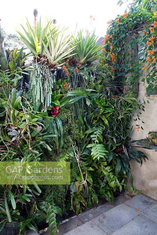 Jardin de la cour intérieure de la ville de Sydney montrant une paroi végétale de broméliacées, succulentes et fougères assorties, et de la vigne de flamme suspendue au-dessus d'un mur.