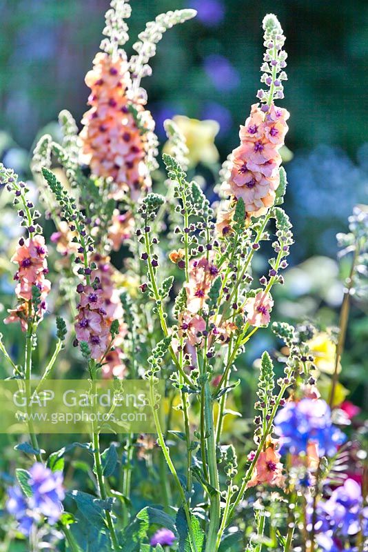 Verbascum Cotswold Group 'Cotswold Beauty '. The Brewin Dolphin Garden - Forever Freefolk. RHS Chelsea Flower Show 2016. Designer: Rosy Hardy, Sponsors: Brewin Dolphin