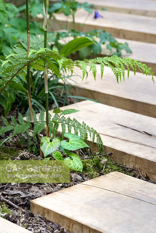 Une voie faite de dalles de chêne et de Beesia calthifolia dans The Garden of Potential. The RHS Chelsea Flower Show 2016 - Designer: Propagating Dan - Sponsor: GreenWood Forest Park - SILVER-GILT