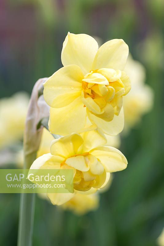 Narcisse 'Yellow Cheerfulness'