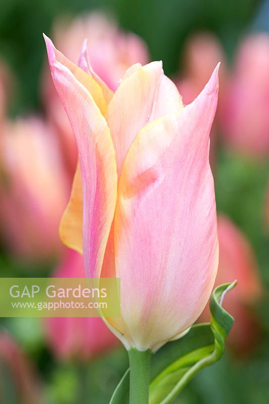 Tulipa 'Marianne'