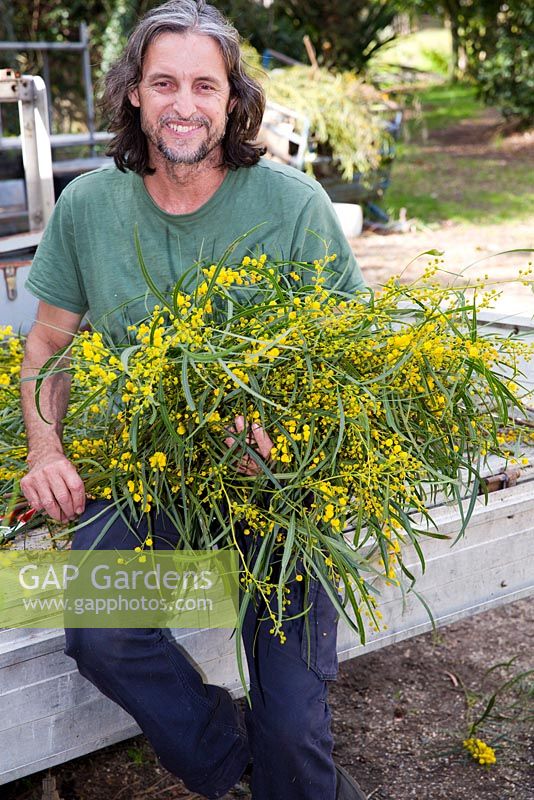 Propriétaire de ferme de fleurs sauvages Craig Scott vu sur sa propriété des grappes de tri d'Acacia pycnantha, l'acacia doré australien, pour le marché aux fleurs