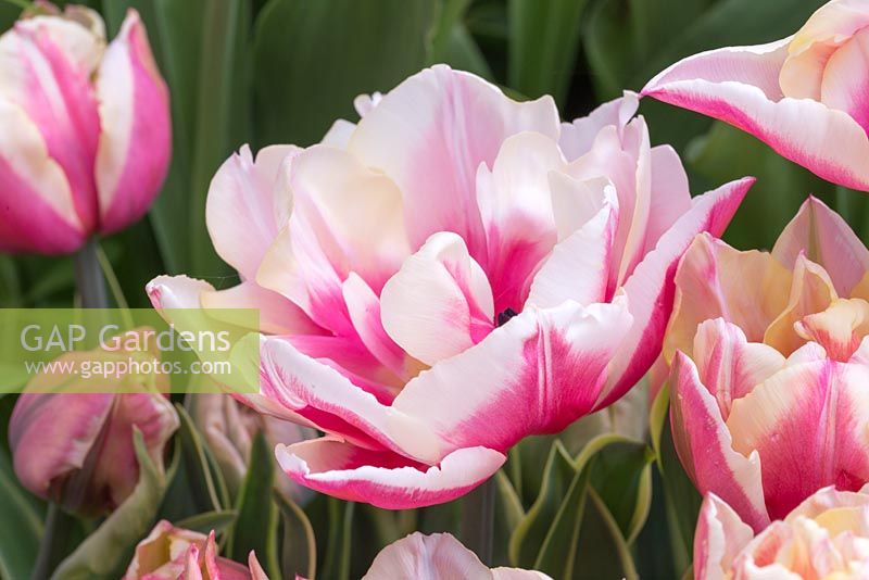 Tulipa 'Top Lips'