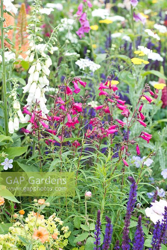 Penstemon 'Grenat' avec Digitalis purpurea f. albiflora - The Harrods British Eccentrics Garden, RHS Chelsea Flower Show 2016, Designer: Diarmuid Gavin, Sponsor: Harrods