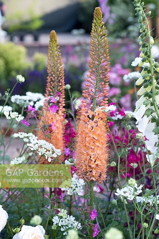 Eremurus x isabellinus 'Pinokkio', The Harrods British Eccentrics Garden, RHS Chelsea Flower Show 2016, Designer: Diarmuid Gavin, Sponsor: Harrods