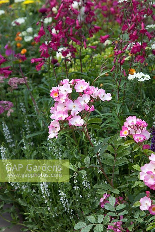 Rosa 'Ballerine' avec Penstemon rose. The Harrods British Eccentrics Garden, RHS Chelsea Flower Show 2016, concepteur: Diarmuid Gavin, parrain: Harrods