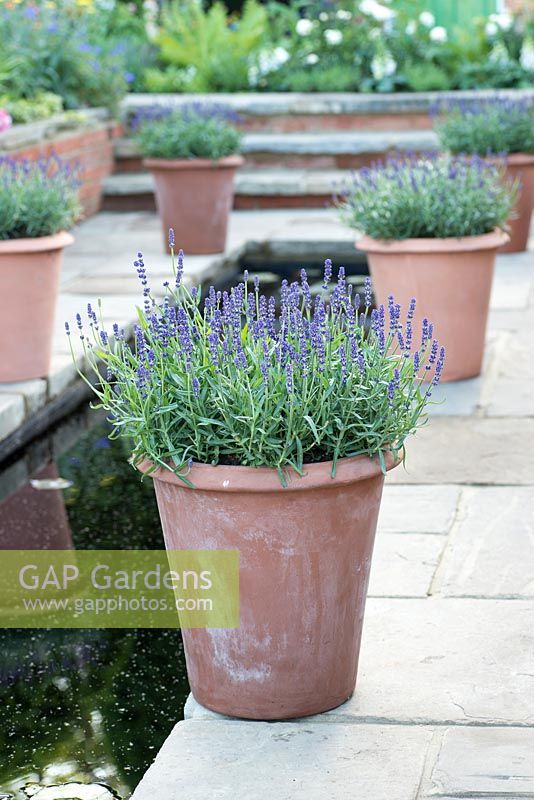 Pots of Lavandula - The Harrods British Eccentrics Garden, RHS Chelsea Flower Show 2016, Designer: Diarmuid Gavin, Sponsor: Harrods