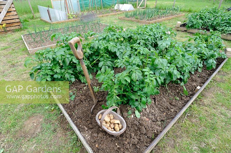 Premières pommes de terre nouvelles précoces, 'Arran Pilot', fraîchement creusées sur une petite parcelle