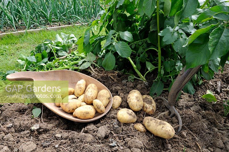Pommes de terre cultivées à la maison, variété, 'Charlotte', deuxième type précoce, pomme de terre salée cireuse, tubercules fraîchement creusés sur le sol avec une fourche de jardin et un bol en bois, Royaume-Uni, juin