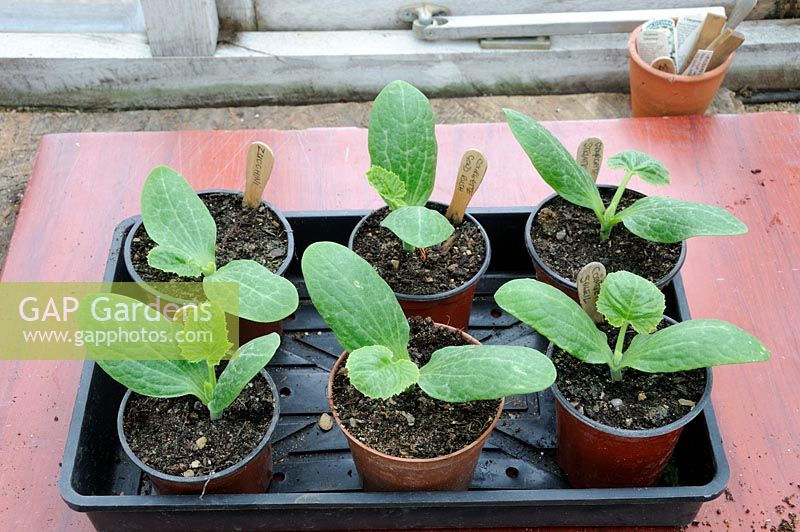 Plantes de courgettes saines dans des pots sur la mise en scène de la serre